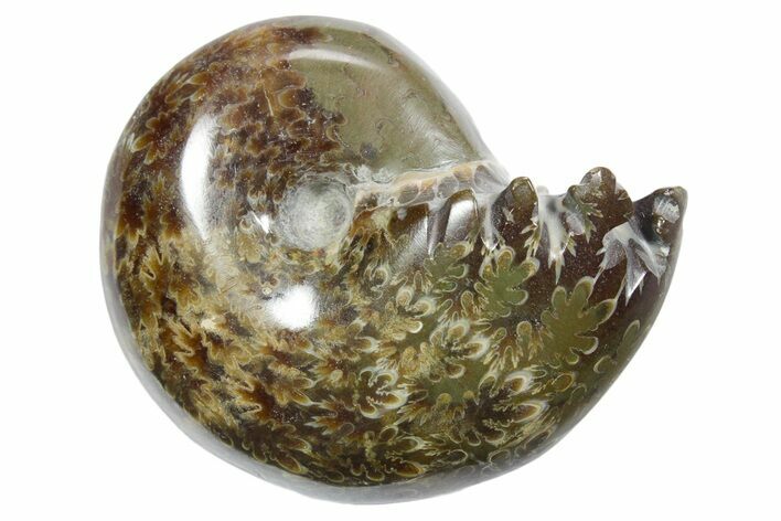Polished Ammonite (Phylloceras) Fossil - Madagascar #349798
